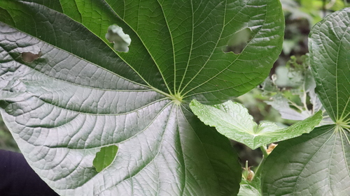 Piper umbellatum