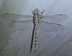 Rhionaeschna absoluta