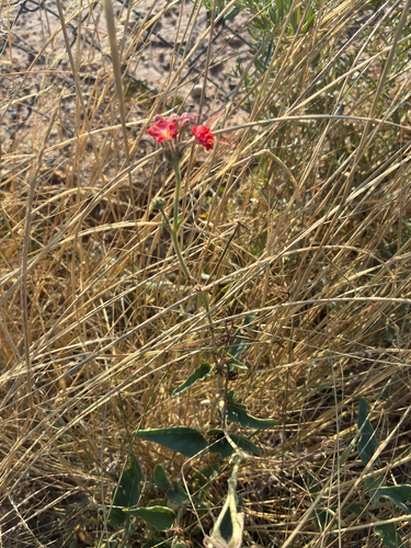 devil's bouquet