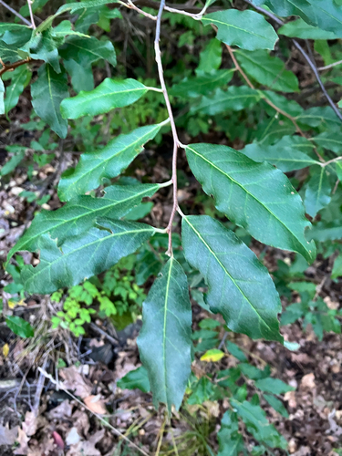 autumn olive