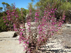 Penstemon clevelandii connatus