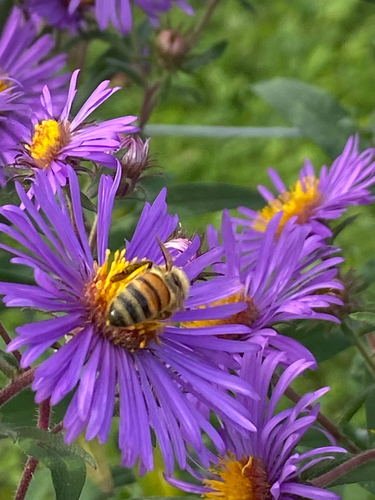 Western Honey Bee