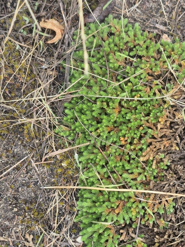 Selaginella wallacei, photograph 4