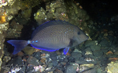 Prionurus maculatus
