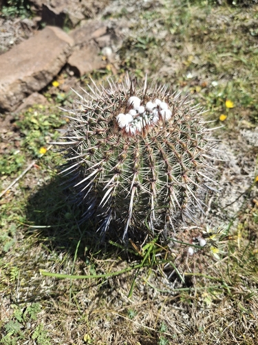 Parodia mammulosa