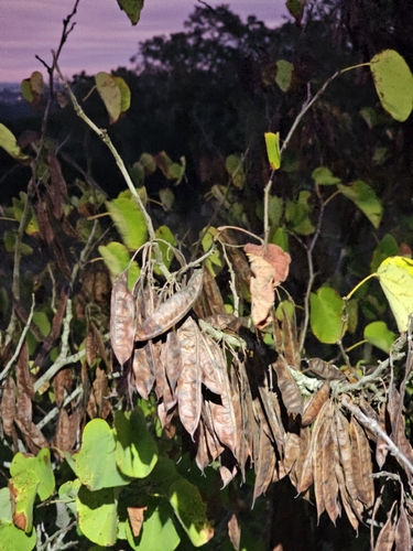 Judas-tree