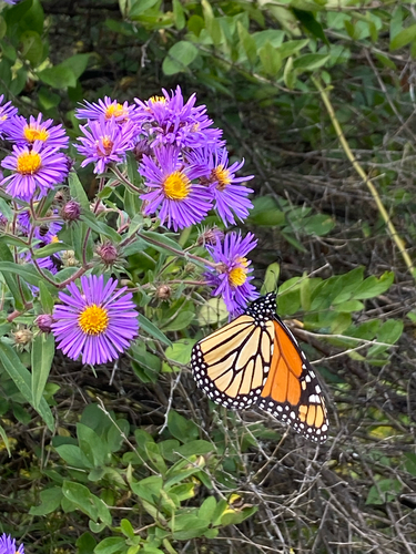 New England aster