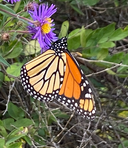 Monarch