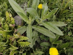Cirsium arvense