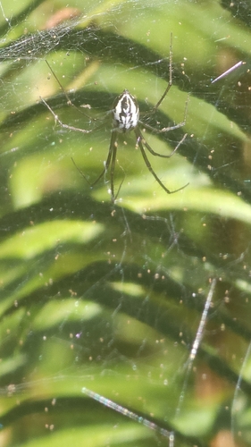 Sierra Dome Spider