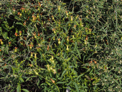 Rhexia mariana, photograph 3