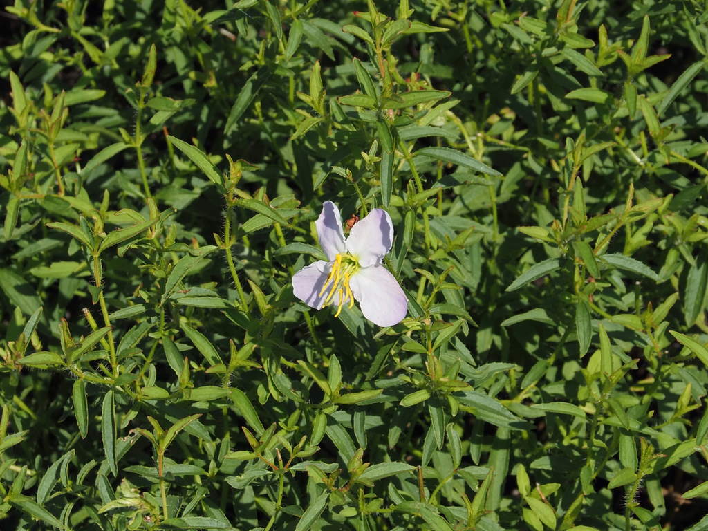 Rhexia mariana; photograph (c) carter, some rights reserved (CC BY)