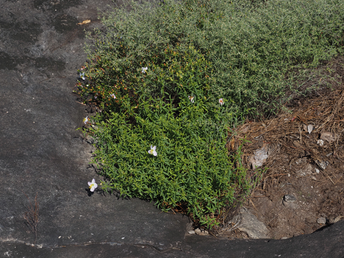 Rhexia mariana, photograph 4