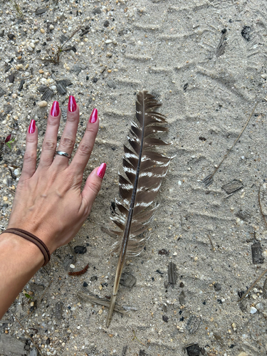 Plume de Dindon sauvage