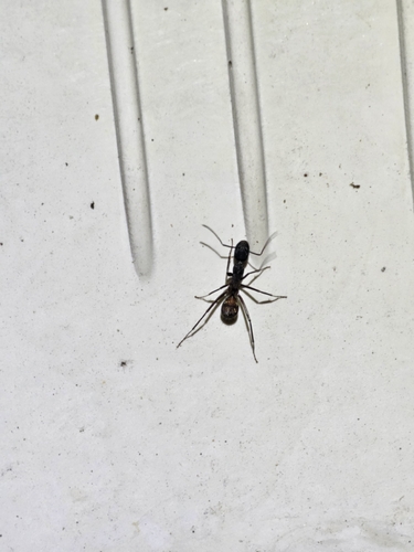 Blood-spotted Sugar Ant