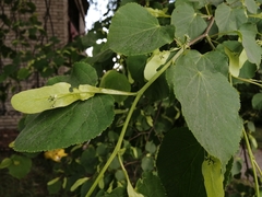 Tilia cordata