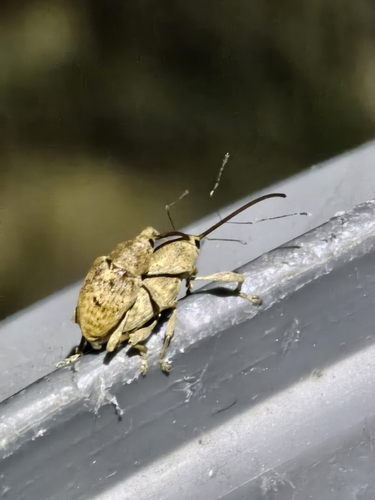 Chestnut Weevil