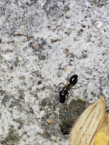 Camponotus pilicornis