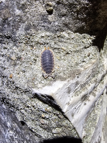 Porcellio echinatus