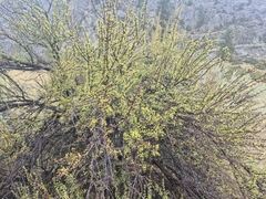 Purshia tridentata, photograph (c) Syd Cannings, some rights reserved (CC BY)