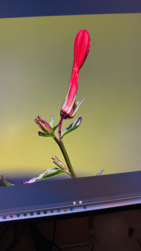 cardinal flower