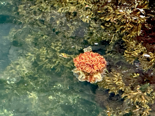 Pacific Lion's Mane Jelly