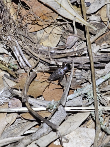 Wood Cricket