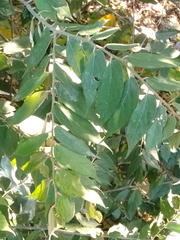 Pterospermum obliquum