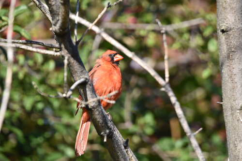 Northern Cardinal