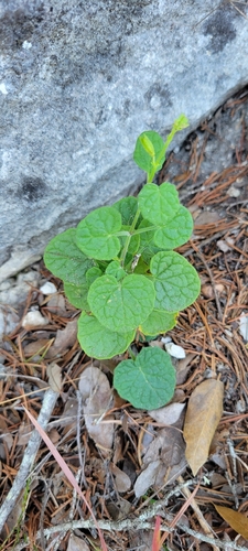 cedar sage