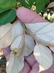 Pterospermum obliquum