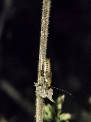Lesser Cockroach
