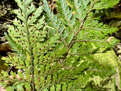 Parapolystichum microsorum