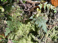 Parapolystichum microsorum, photograph (c) Tom Beard, some rights reserved (CC BY)