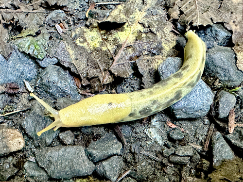 Pacific Banana Slug