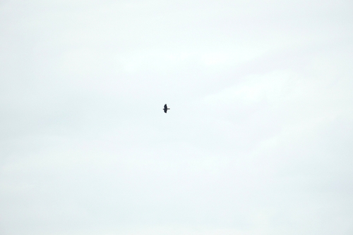 Common Raven