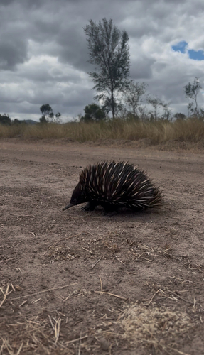 Short-beaked Echidna