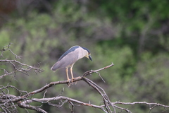 Nycticorax nycticorax