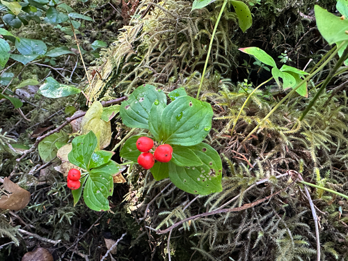 Western Bunchberry