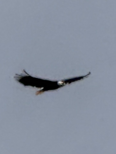 Bald Eagle