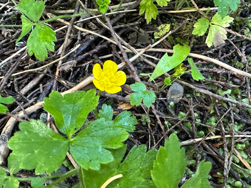 Creeping buttercup