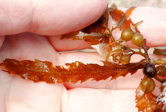 Sargassum lacerifolium