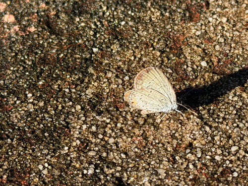 Eastern Tailed-Blue