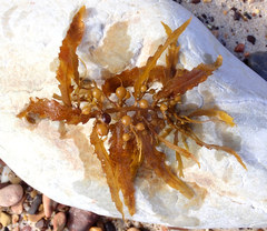 Sargassum lacerifolium