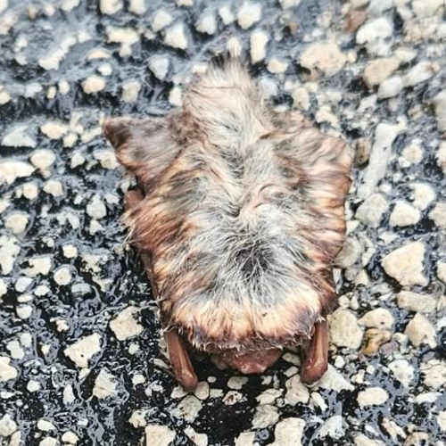 Eastern Red Bat