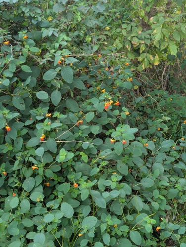 common jewelweed