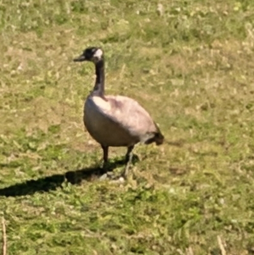 Canada Goose