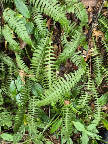 Blechnum polypodioides