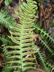 Blechnum polypodioides, photograph (c) Felipe Bryant, some rights reserved (CC BY)