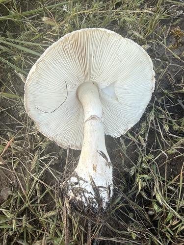 White Dapperling